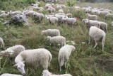 Owce w Podlesicach: Trwa wypas w rezerwacie Góra Zborów [ZDJĘCIA]