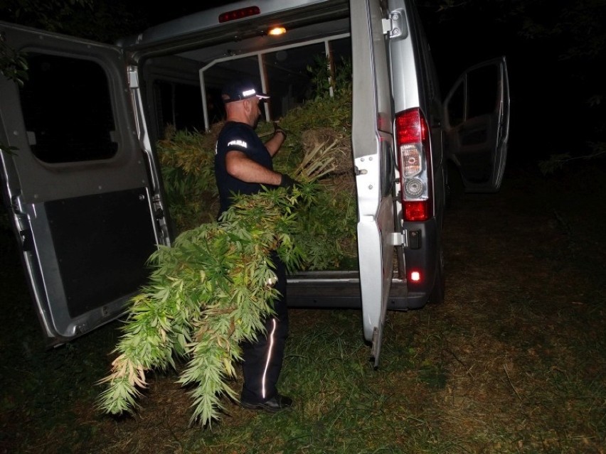 Policja znalazła marihuanę na działce... należącej do męża...