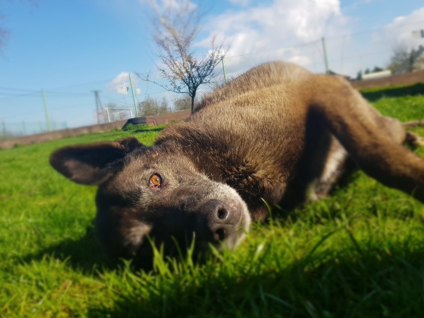 Te psiaki i koty czekają na nowych właścicieli u...