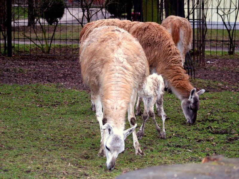 KRÓTKO: W Śląskim Ogrodzie Zoologicznym urodził się gwanako z rodziny wielbłądowatych