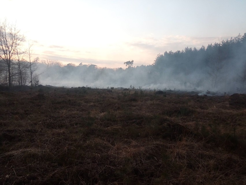 Tuż po godzinie 18.00 doszło do pożaru lasu w okolicach miejscowości Wieczyn w gminie Czermin