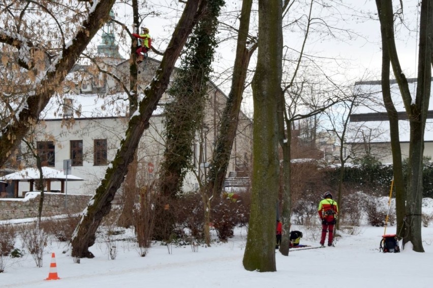 Wielka wycinka w parku miejskim w Kielcach. Rozpoczęła się rewitalizacja zabytkowego obiektu. Zobaczcie zdjęcia i film