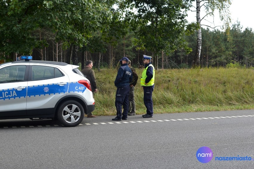 Ranny łoś po wypadku z hondą na drodze krajowej 91 we...