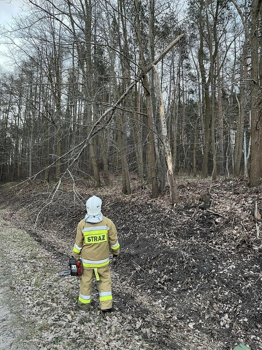 Jedna z interwencji OSP Ryjewo polegała na usunięciu...