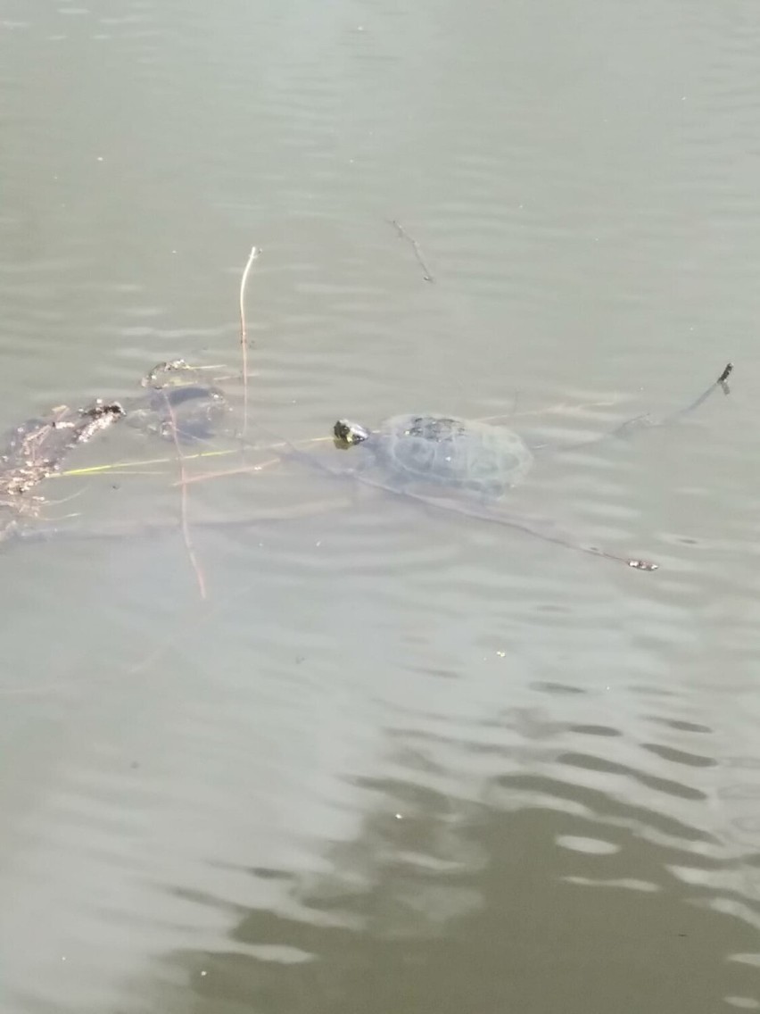 Egzotyczny żółw nad zalewem w Kielcach? Wędkarze widują go tu często. Dobrze sobie radzi, ale powinien być w terrarium. Mamy film i zdjęcia