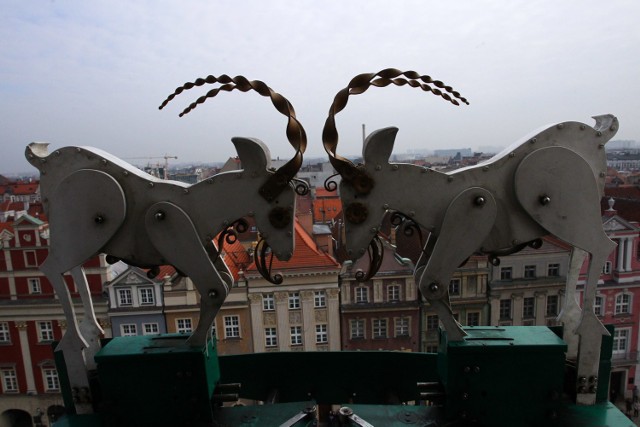 Poznańskie koziołki

Sympatyczne koziołki to najbardziej rozpoznawalny symbol Poznania. Skąd się wzięły na ratuszu? Na wieży ratuszowej pojawiły się - jak głosi legenda - w 1551 roku. Tego dnia prezentacji zegara wykonanego przez Bartłomieja na rynku miała towarzyszyć miejska uczta. Młody kucharz Pietrek spalił przygotowywaną na ucztę pieczeń i trzeba było szybko przynieść nowe mięso. Na łąkach nad Wartą znalazł dwa koziołki, które pognał do miasta. Przestraszone zwierzątka nie dały się jednak upiec. Uciekły na ratuszową wieżę, a tam na oczach wszystkich ludzi zaczęły trykać się rogami. Kradzież Pietrkowi została darowana, a Bartłomiej, który zbudował ratuszowy zegar, otrzymał od burmistrza i wojewody bojowe zadanie: wykonać mechanizm uruchamiający zegarowe koziołki. I tak towarzyszą one hejnaliście każdego dnia w samo południe.

Zobacz:
Poznańskie koziołki