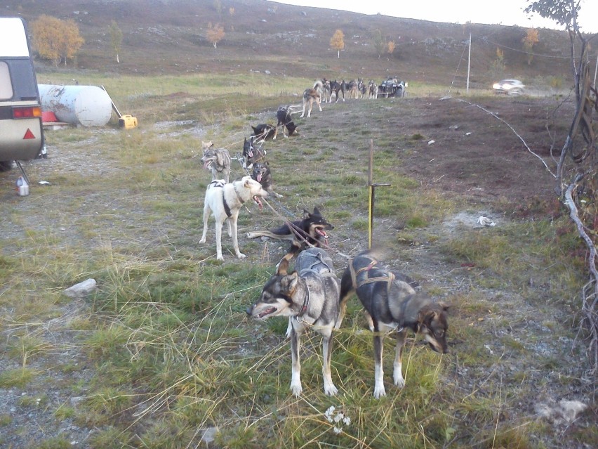Jakub spod Krosna trenuje psy do największych wyścigów na świecie