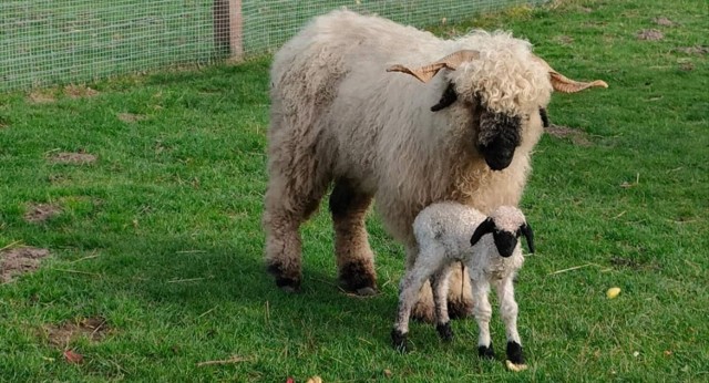 Owce walizerskie szybko zadomowiły się w Zoo Borysew, czego dowodem szybkie narodziny w stadzie