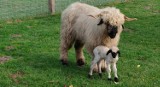 Owieczka walizerska przyszła na świat w Zoo Borysew koło Poddębic. Możesz zaproponować imię dla nowego mieszkańca ogrodu ZDJĘCIA