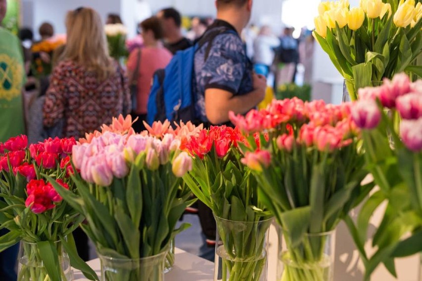 Wielka wystawa tulipanów w Warszawie. Będzie można zobaczyć...