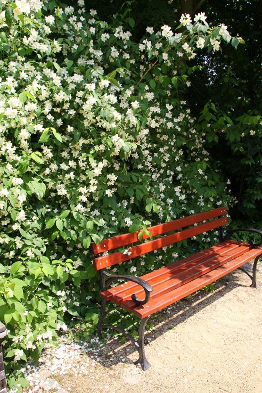 Arboretum Kórnickie: Kwitną jaśminowce