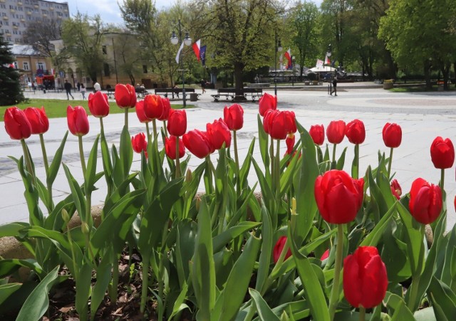 Pięknie wygląda centrum Radomia. Na ulicy Żeromskiego, tuż przy Urzędzie Miejskim, pięknie zakwitły czerwone tulipany.

Zobaczcie zdjęcia na kolejnych slajdach.