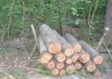 Powiat ostrowski: Kradł drewno z lasu. Wpadł podczas kontroli drogowej