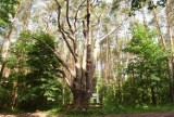 Rekordowe drzewa w Polsce. Które jest najwyższe, najstarsze, najgrubsze?