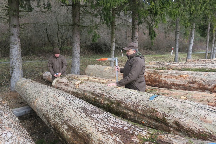 Submisja Drewna Cennego na terenie Regionalnej Dyrekcji Lasów Państwowych w Krośnie rozstrzygnięta. Sprzedały się wszystkie kłody [ZDJĘCIA]