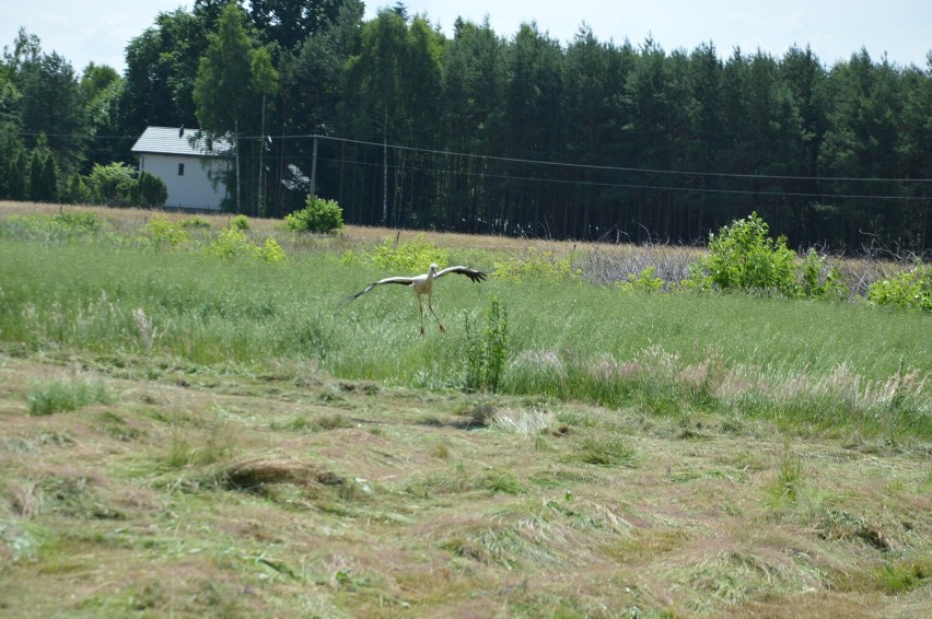 Okaleczony bocian w Budach Grabskich pod Skierniewicami. Ptak stracił połowę dzioba