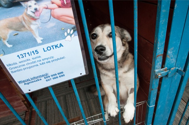 1,5 tysiąca psów i blisko 1000 kotów znalazło swoje domy w poprzednim roku