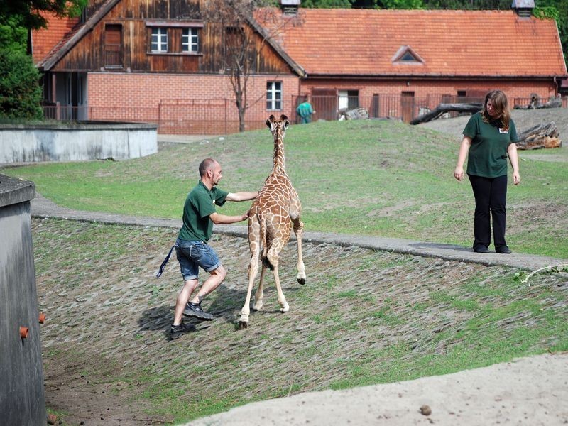 Wrocław: Nzuri córka Nali - czyli mała żyrafa z zoo ma już imię!