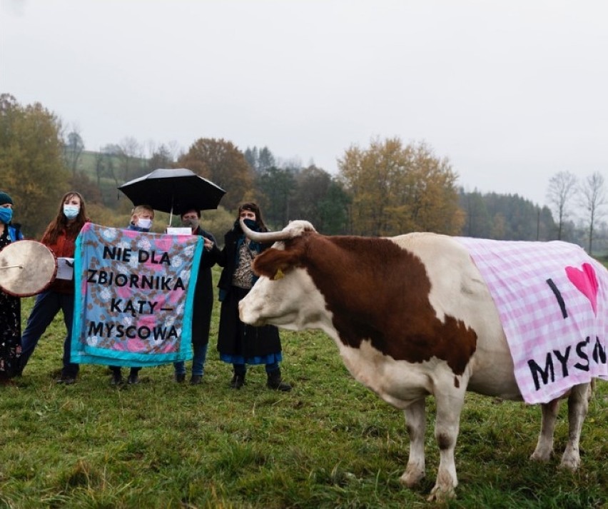 Protest przeciwników budowy zbiornika wodnego Kąty-Myscowa nie mógł się odbyć. Ludzi wyręczyły… krowy [ZDJĘCIA]