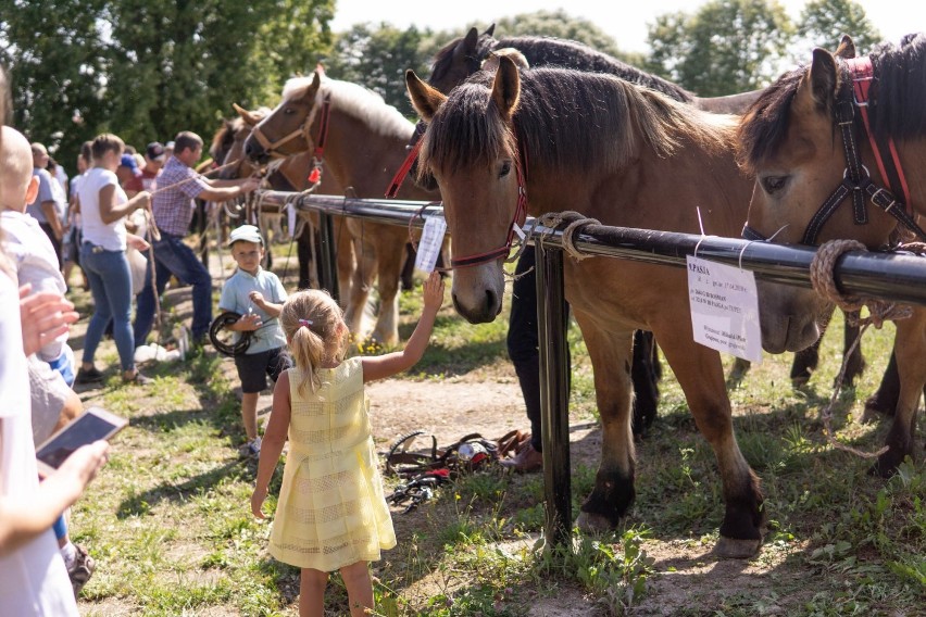 "Koń jaki jest, każdy widzi". Wystawa zwierząt i jarmark w Dąbrowie ściągnęły tłumy