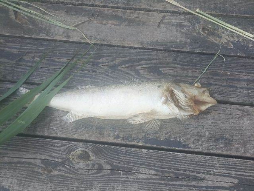 Śnięte ryby w jeziorze Rogozińskim. Zakaz kąpieli na terenie kąpieliska miejskiego w Rogoźnie