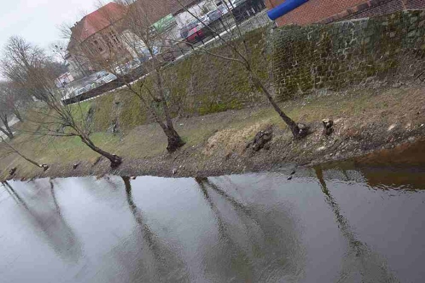 Bobry "wycinają" drzewa przy brzegach Warty w Gorzowie i...