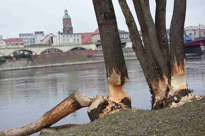 Bobry "wycinają" drzewa przy brzegach Warty w Gorzowie i...