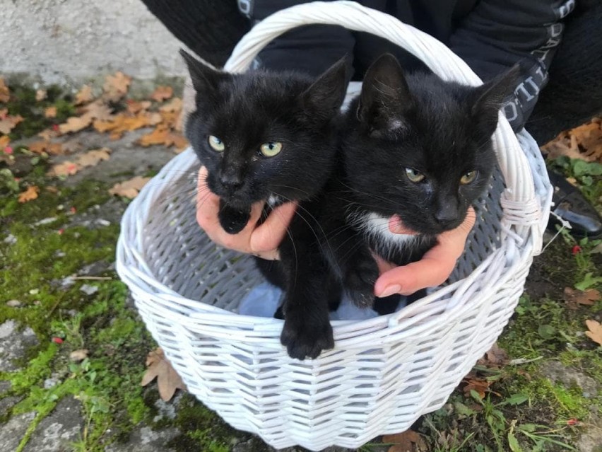Stargardzki oddział Towarzystwa Opieki nad Zwierzętami szuka domu dla dwóch małych, ślicznych kotek