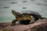 Niecodzienne połowy w parku miejskim w Kielcach. Będą poszukiwane kolorowe żółwie ozdobne  