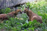 Toruń. W Ogrodzie Zoobotanicznym szukają opiekuna do zwierząt. Jakie warunki musi spełnić idealny kandydat?