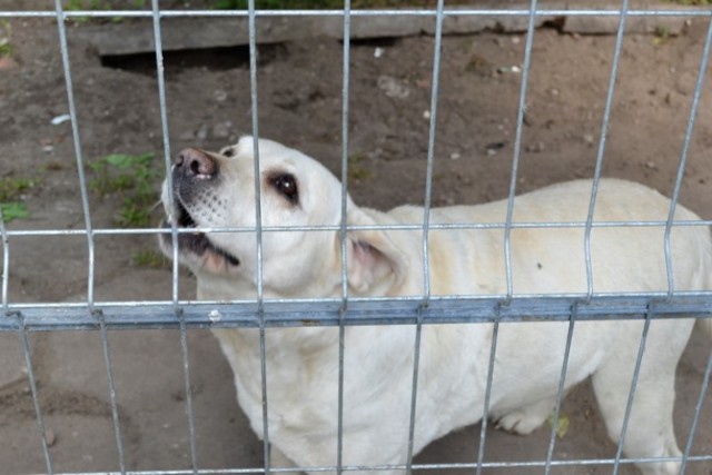 Nowy Dwór Gdański. Suczka czeka na adopcję