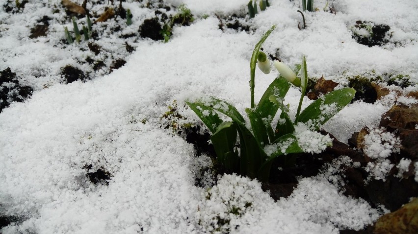 Wiosna (zimą) w parku w Wejherowie