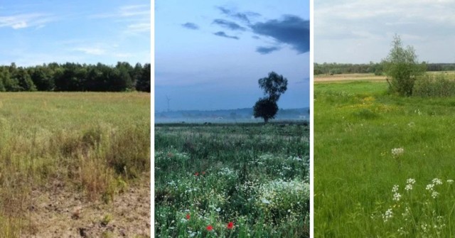 Szczegóły ofert oraz zdjęcia w naszej galerii.

Czytaj dalej. Przesuwaj zdjęcia w prawo - naciśnij strzałkę lub przycisk NASTĘPNE