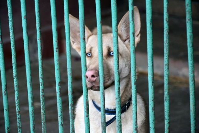 Te psy czekają na adopcję w legnickim schronisku.