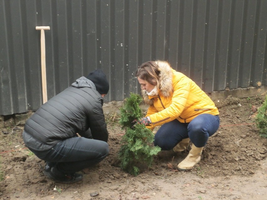 Akcję sadzenia drzew zorganizowało TBS w Radomsku [ZDJĘCIA]