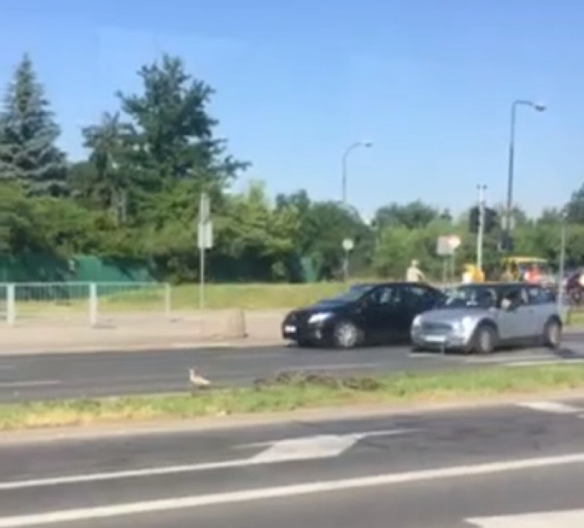 Warszawa. Kierowca SUV-a przejechał rodzinę kaczek. "Nie zwrócił uwagi na zwierzęta, przejechał dwa kaczątka"