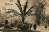 Ogród Botaniczny w czasach Breslau wyglądał zjawiskowo [ZOBACZ ARCHIWALNE ZDJĘCIA]