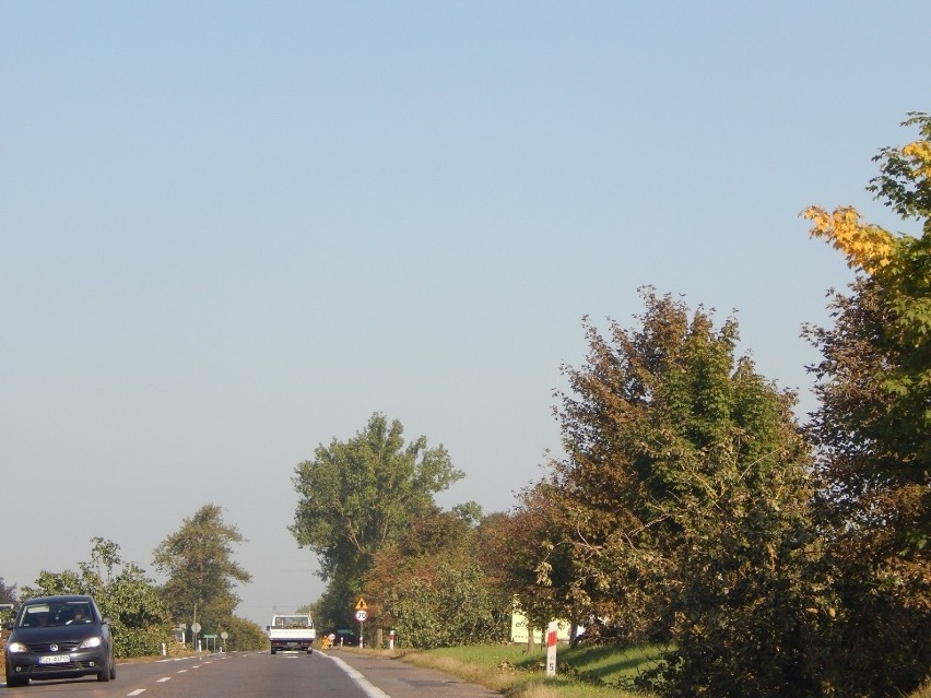Wycinka drzew na drodze ze Słupska do Ustki