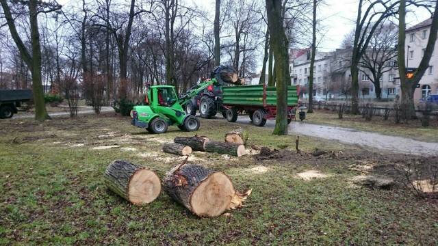 Wichury, które przechodzą również przez Radom, nie oszczędzają parków. Pracownicy ZUK mają mnóstwo roboty, głownie w parku Kościuszki. Tam wichura połamała cztery lipy, jednego graba i klon. w Parku Leśniczówka złamała się lipa, a w parku na Ustroniu drzewko owocowe.

Zakład Usług Komunalnych apeluje, by uważać na siebie podczas spacerów w czasie wietrznej pogody.

Zobacz zdjęcia z parków na kolejnych slajdach.
Używaj gestów i strzałek.