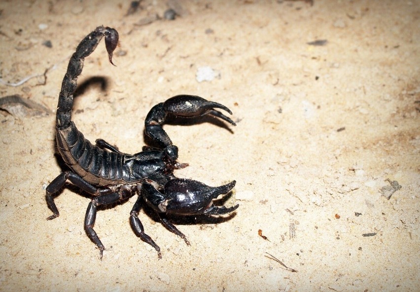 Większość użądleń skorpiona, choć są bardzo bolesne, nie...