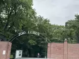 Warsztaty przyrodnicze w lubińskim zoo nawet podczas deszczu są ciekawe FILM