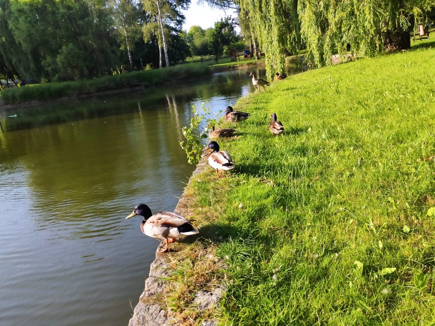 Park i stawy przy "Batorego". Oaza spokoju w centrum miasta. Lubicie tu przychodzić? A może coś byście zmienili?