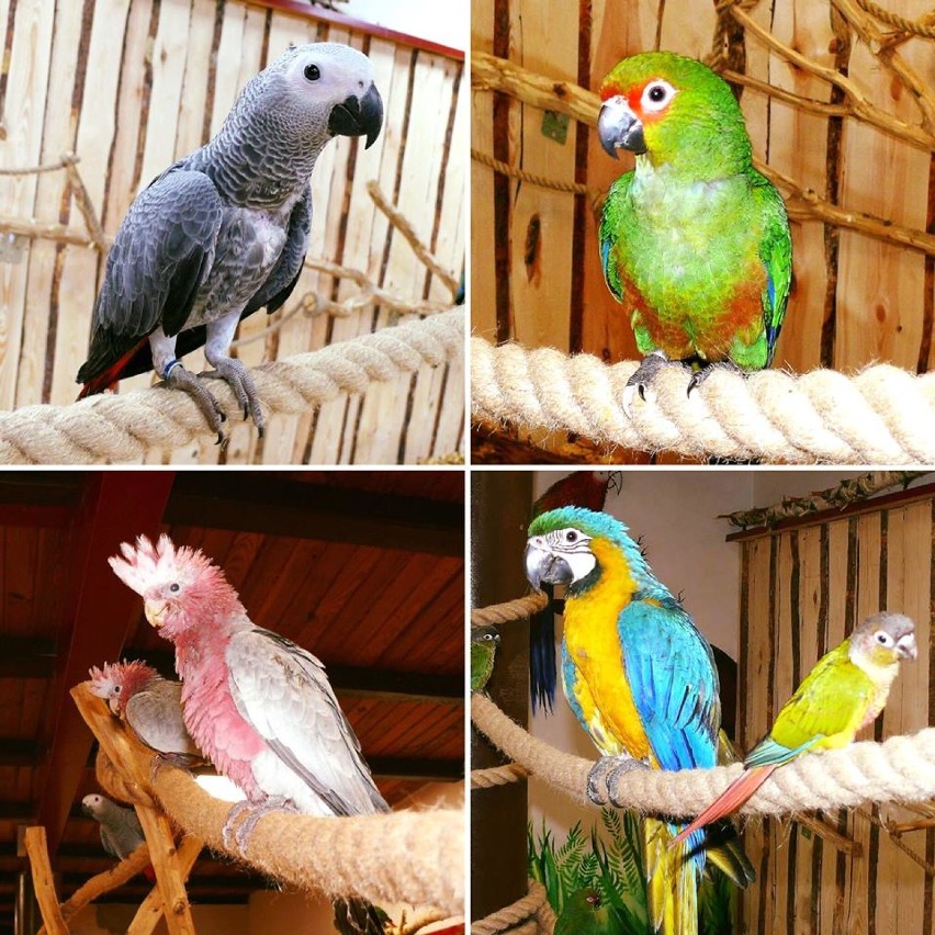 Papugarnia Kubuś & Endriu