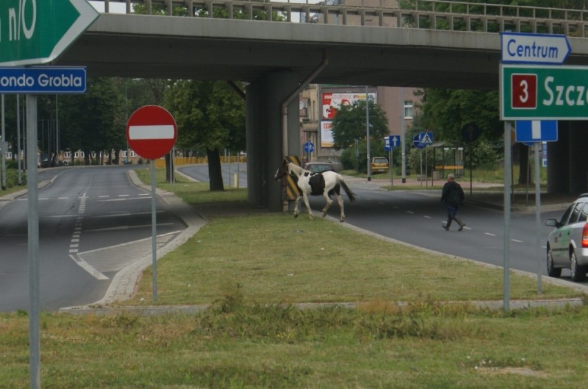 Koń na ul.Grobla