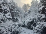 Zima na Pomorzu w obiektywie naszych Czytelników! Śnieżny listopad od Gdańska po Słupsk