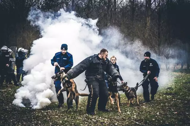 W łódzkim garnizonie policji jest 46 psów służbowych, w tym 36 patrolowo-tropiących