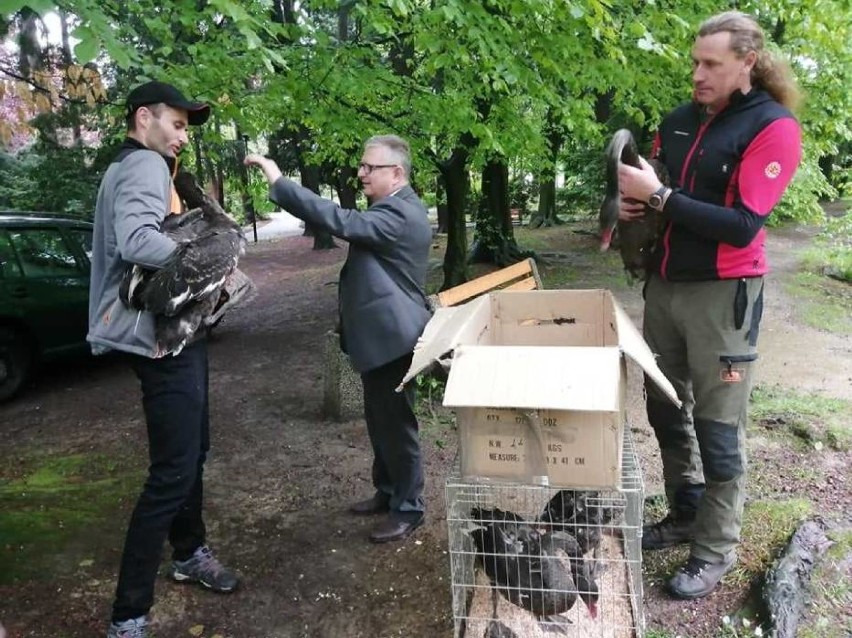 Cztery czarne łabędzie wpuszczono do stawu w Parku Szwedzkim...