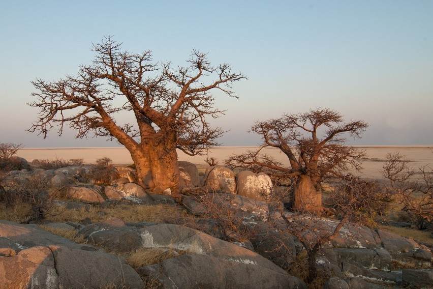 Projekt zakłada posadzenie sadzonki Baobabu Afrykańskiego...