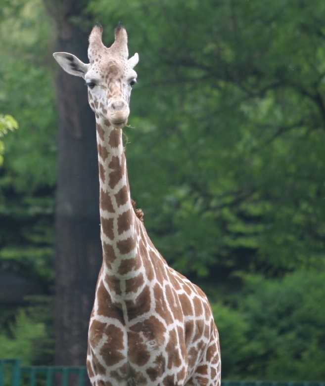 Żyrafy w zoo mieszkały od ponad 40 lat. Są symbolem tego...