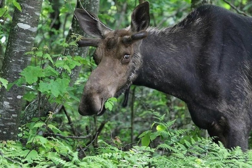 Uwaga na zwierzęta leśne - w ostatnim czasie spowodowały one u nas 10 wypadków! ZDJĘCIA